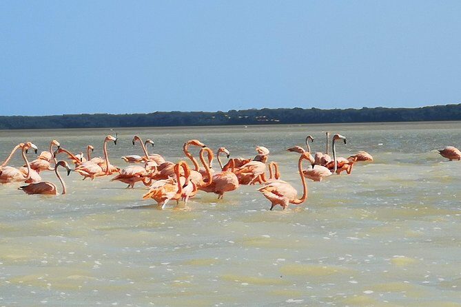 Cenote Suytun & Rio Lagartos & Las Coloradas - Rio Lagartos: Mangroves, Birds, and Flamingoes in Their Element