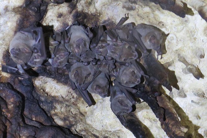 Cenotes diving Dos Ojos and The Bat Cave - A smooth 8:00 a.m. start from Playa del Carmen