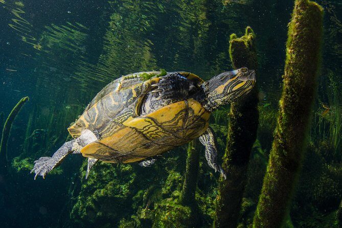 Cenotes snorkeling excursion - The briefing: how to snorkel in a cave safely