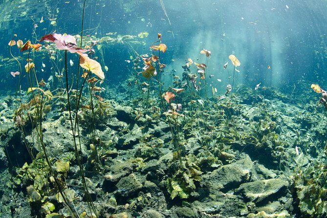 Cenotes Taak Bi Ha & Nicte Ha – VIP Snorkeling Private Tour - Parque Dos Ojos area and lunch in the jungle at Januitas