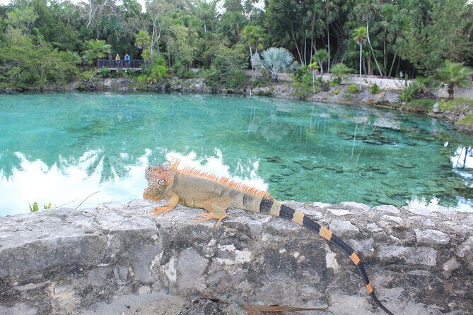 Chankanaab Park Admission +Snorkeling + Lunch included - Stop 2 and beyond: Chankanaab Reef’s standout snorkeling