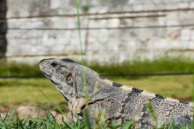 Chichen Itza, Mexican Buffet, Cenote & Valladolid guided Tour - Valladolid: a short taste of a historic town vibe