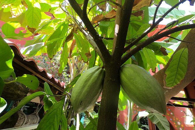 Chocolate Tasting & mayan Presentation - Small gotchas to plan around (so you don’t lose your day)