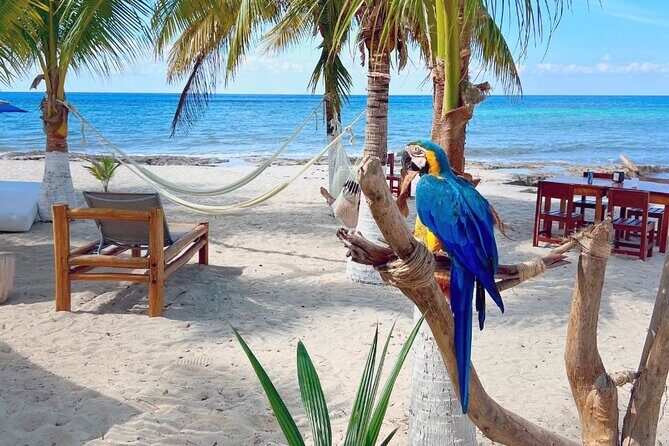 Clear Boat and Island Tour by Buggy with Mayan Experience - San Martin Beach lunch: fajitas and a change of scenery