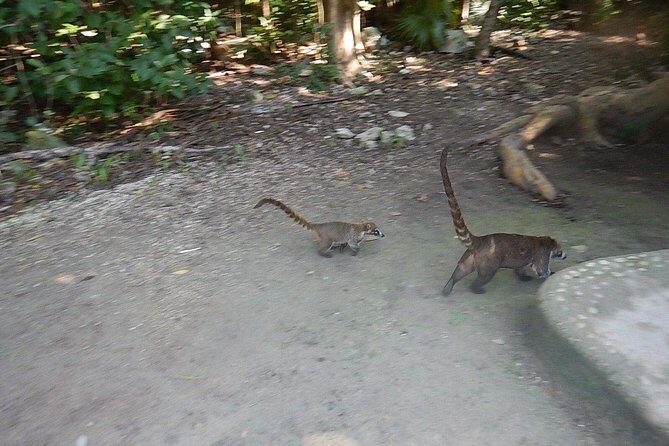 Cobá Ruins Tour (Private, Half Day) - The 8:00 AM start: getting there and back without drama