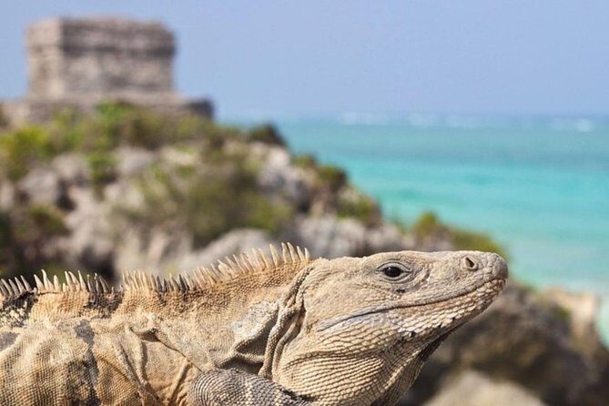 Coba, Tulum & Cenote swim - Coba archaeological site: admission included, jungle walking can be a puzzle