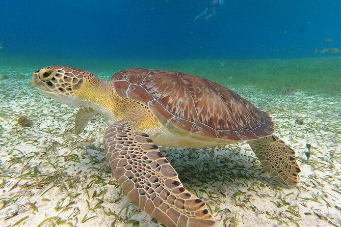 Colombia, Palancar & Cielo Cozumel Snorkel Tour - Price and Real Costs: What $65.71 Becomes in Your Wallet