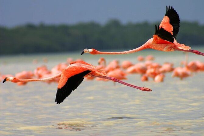 Coloradas Pink Lagoon Adventure from Playa del Carmen and Riviera Maya - The crocodile reserve and cenote swim that make the day feel complete