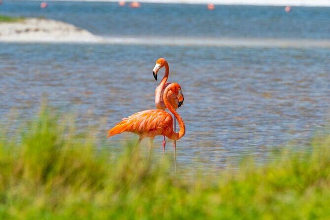 Coloradas Pink Lagoon Adventure from Playa del Carmen and Riviera Maya - Pickup, meeting points, and the start time that matters
