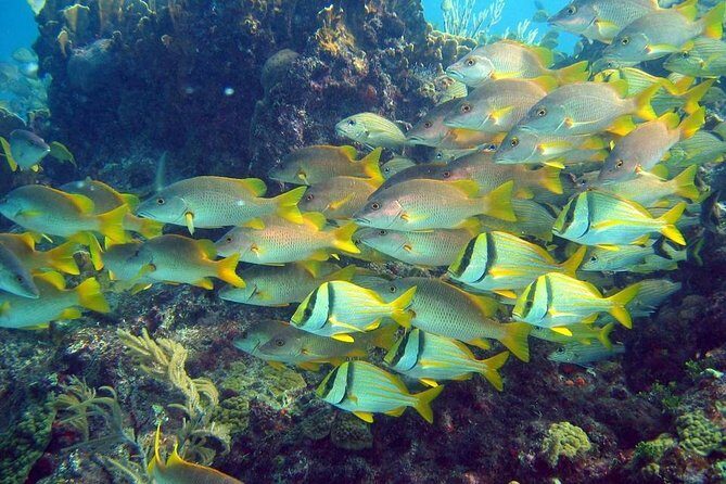 Contoy Caribbean Adventure! Round Transportation from Cancun - Reef life you can actually see (and why Contoy feels different)