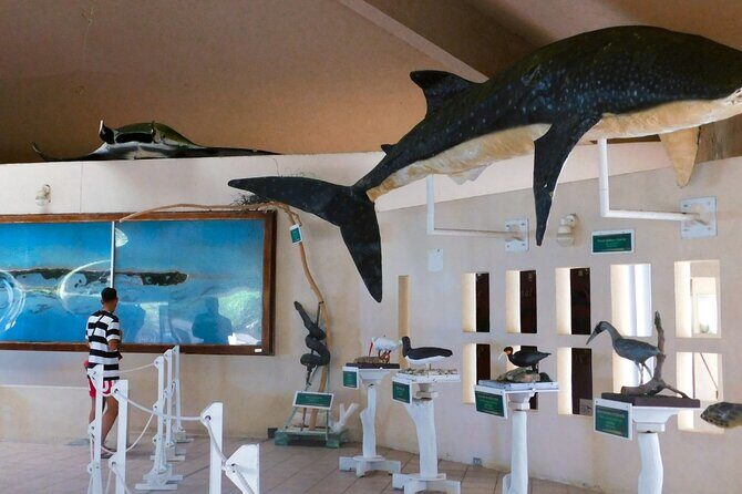 Contoy Island Tour from Cancun and Isla Mujeres with Snorkeling - Snorkeling near Contoy: when it happens and how to get the most out of it