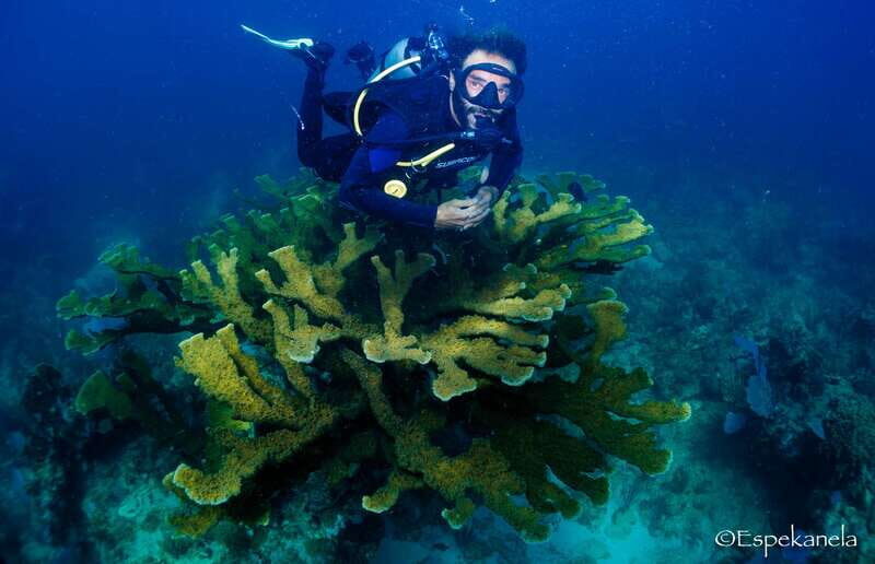 Costa Maya: Discover Scuba Diving Reef Experience - 211 minutes of confidence: what happens before the reef dive