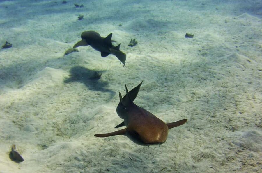 Costa Maya: Discover Scuba Diving Reef Experience - Instructors and small-group teaching: why it changes everything