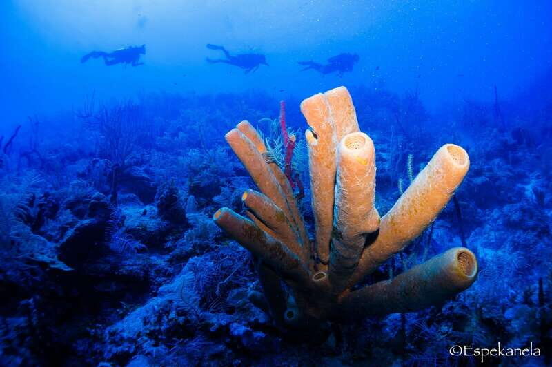 Costa Maya: Discover Scuba Diving Reef Experience - What to bring (and what not to): gear rules for a comfy day