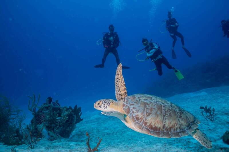 Costa Maya: Discover Scuba Diving Reef Experience - Getting from the cruise area to Mar Adentro Diving