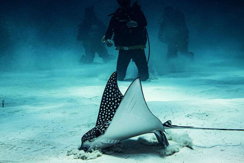 Costa Maya: Two Tank Fun Dive for Certified Divers - Mahahual Reef: Why Costa Maya Makes Sense for a Two-Tank Scuba Day