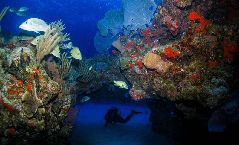 Costa Maya: Two Tank Fun Dive for Certified Divers - The Two-Tank Schedule: Boat Ride, Underwater Time, and Blue Kay’s Surface Break