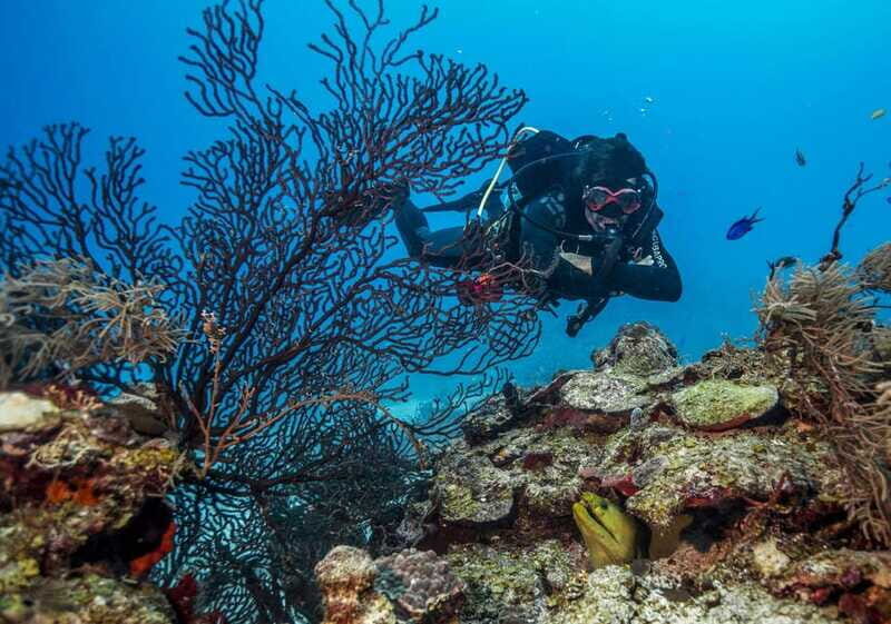 Costa Maya: Two Tank Fun Dive for Certified Divers - What You’ll Look For: Turtles, Coral Gardens, and “Schooling” Fish Energy