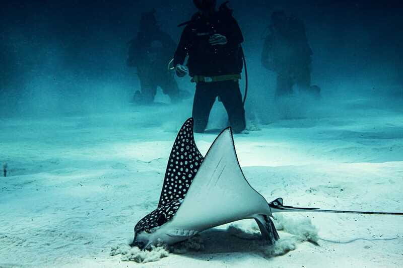 Costa Maya: Two Tank Fun Dive for Certified Divers - Reef-Safe Prep: Sunscreen Rules and On-the-Day Habits