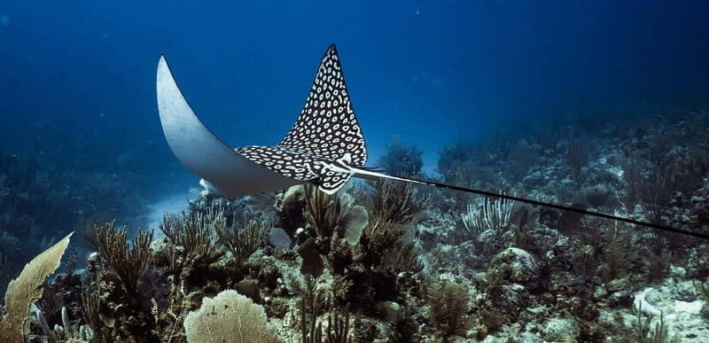 Costa Maya: Two Tank Fun Dive for Certified Divers - Price and Value: What $105 Buys You in the Real World