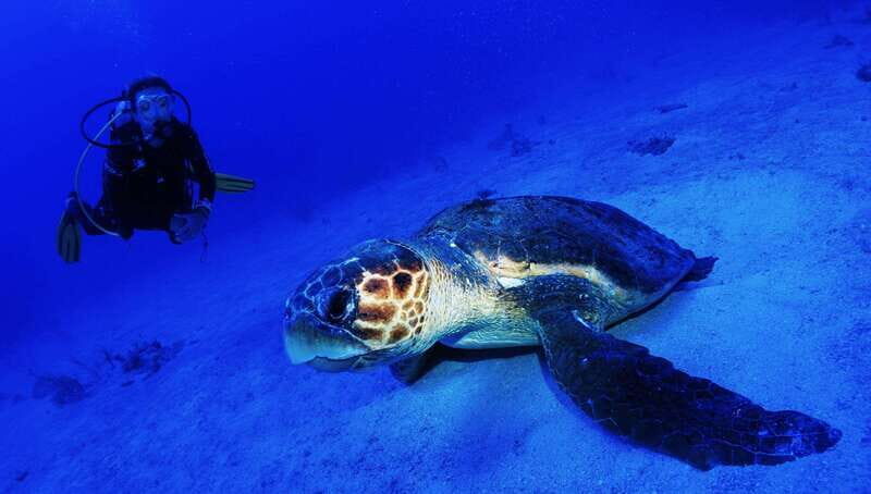 Costa Maya: Two Tank Fun Dive for Certified Divers - Meeting Up at Blue Kay Ecocabañas: Simple, But Read This Part Carefully