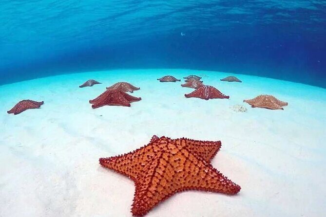 Cozumel 4 Hour Boat Sky Tour - Playa El Cielo: starfish spotting at about 2 meters