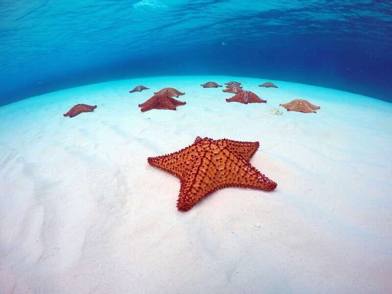 Cozumel: Catamaran, El Cielo Bay & Palancar Reef with Lunch - Snorkeling at Palancar Reef (or Colombia Reef): the big-name stop