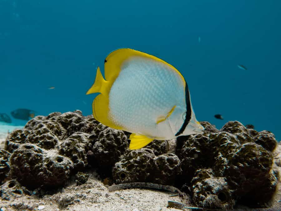 Cozumel: Chankanaab Park Admission+ Snorkel+ Welcome drink - Who should book this and who should skip it