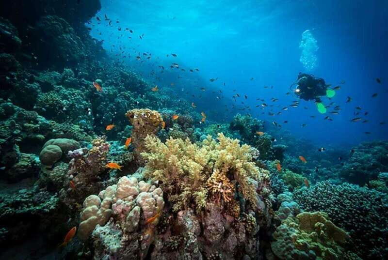 Cozumel: Discover Scuba Diving for Non-Certified Divers - Safety Rules, Health Limits, and Smart Preparation