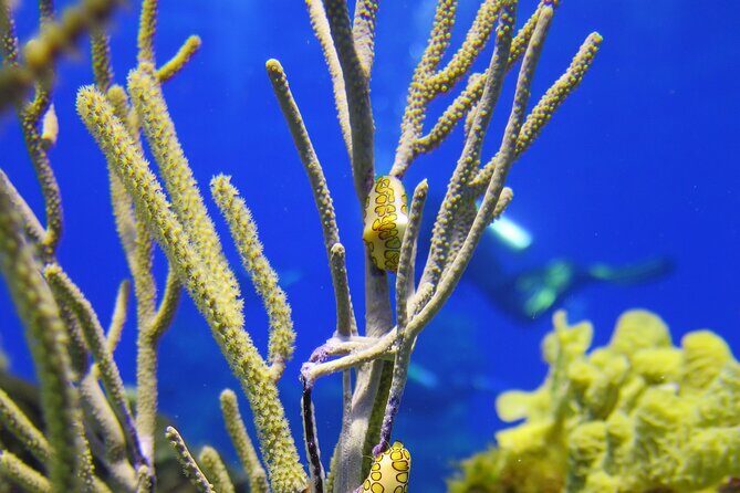 Cozumel Dive Package - Certified Divers from the Riviera Maya (4 dives) - From Playa del Carmen to Cozumel: The two-day tank plan that saves time