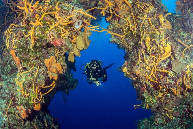 Cozumel Dive Package - Certified Divers from the Riviera Maya (4 dives) - Gear, certification, and refresher rules: don’t lose time with paperwork surprises