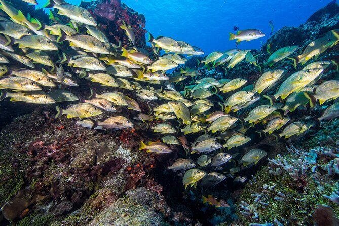 Cozumel Dive Package - Certified Divers from the Riviera Maya (4 dives) - Day two in Cozumel Marine Park: why a second location feels worth it