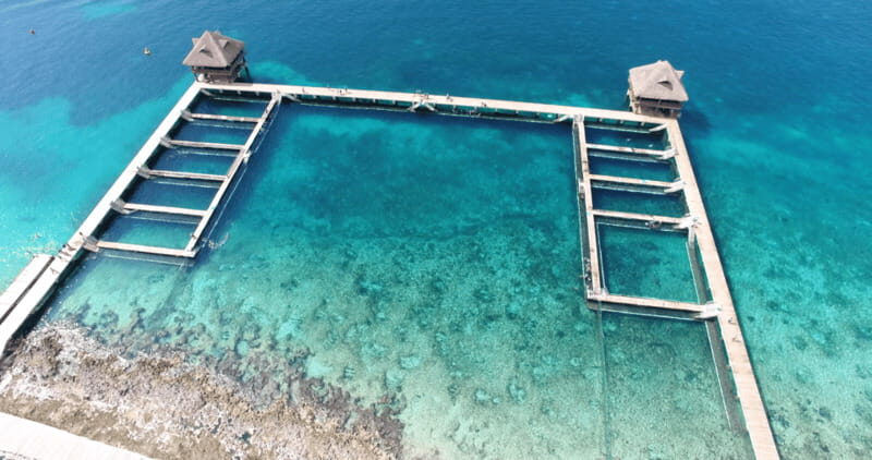 Cozumel: Dolphin Royal Connection and Manatee Interaction - The mask, the platform, and the Dolphin Ocean Echo moment