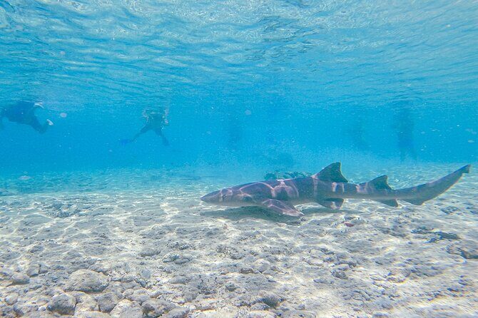Cozumel Drive, Splash & Beach - Why this Cozumel day beats the usual beach-only plan