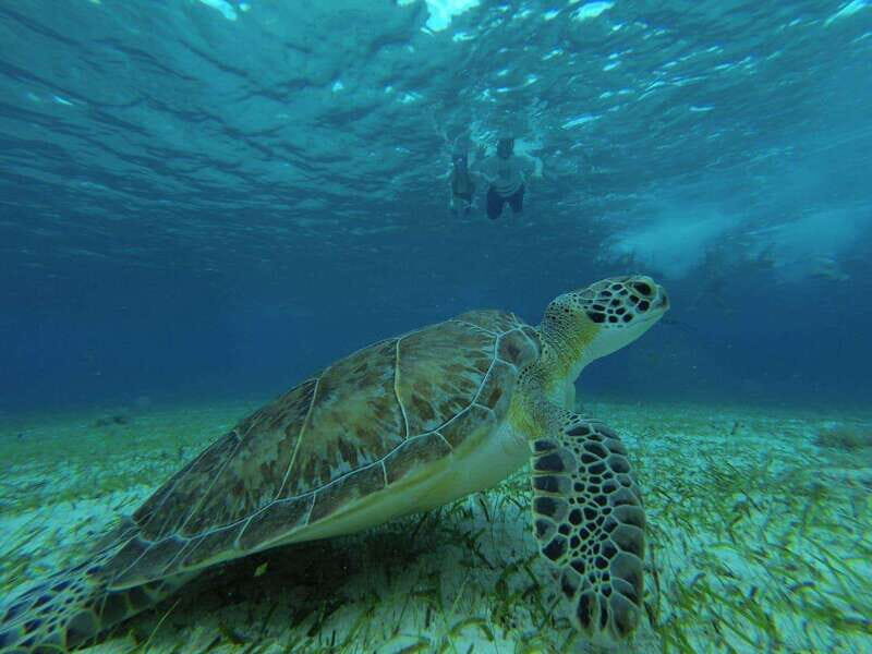 Cozumel, El Cielo: 4-Hour Private Tour - Who should book this El Cielo private tour