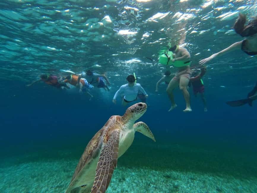 Cozumel, El Cielo: 4-Hour Shared Snorkeling Tour - Key Highlights to Know Before You Go