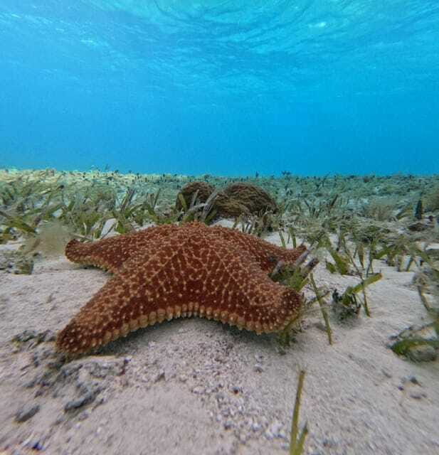 Cozumel, El Cielo: 4-Hour Shared Snorkeling Tour - The Mid-Tour Break at El Cedral: A Quick Land Reset
