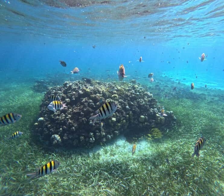 Cozumel, El Cielo: 4-Hour Shared Snorkeling Tour - Price and Value: What the $67 Includes (and What Costs Extra)