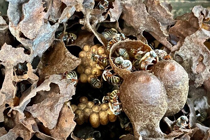 Cozumel: Hands-On Chocolate, Tortilla, Salsa & Honey Experience - Cozumel’s Tierra Maya: a jungle kitchen you can actually touch