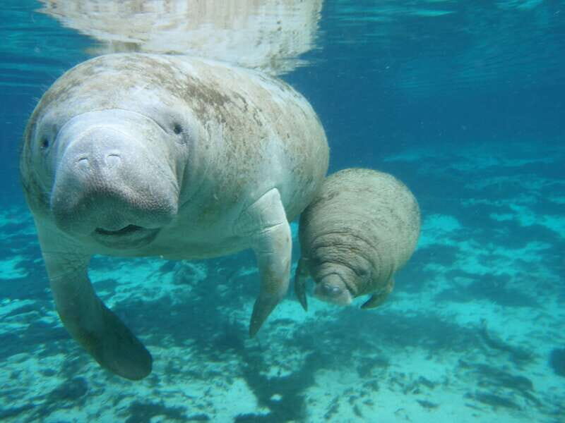 Cozumel: Manatee Encounter, Chankanaab Admission and Buffet - The 30-minute manatee encounter: how the water time works