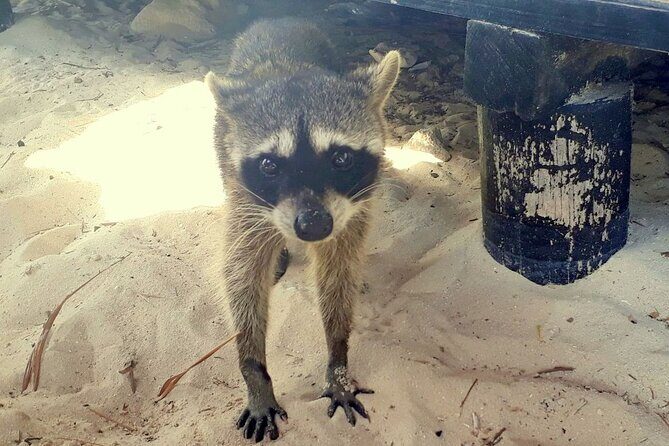 Cozumel National Park and Beach Break: Private Tour - East-side beach breaks: San Martín for views, Chen Rio for the wild air