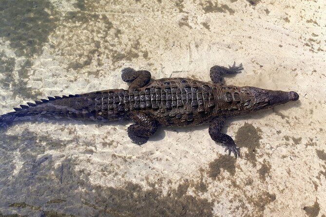 Cozumel National Park and Beach Break: Private Tour - Lunch and beach-club comfort: where included value shows up