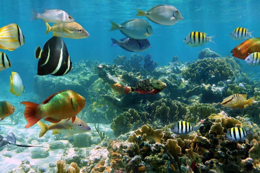 Cozumel: Palancar, Columbia and Cielo Reefs Snorkeling Tour - Cozumel’s Palancar + Columbia + Cielo combo in plain terms
