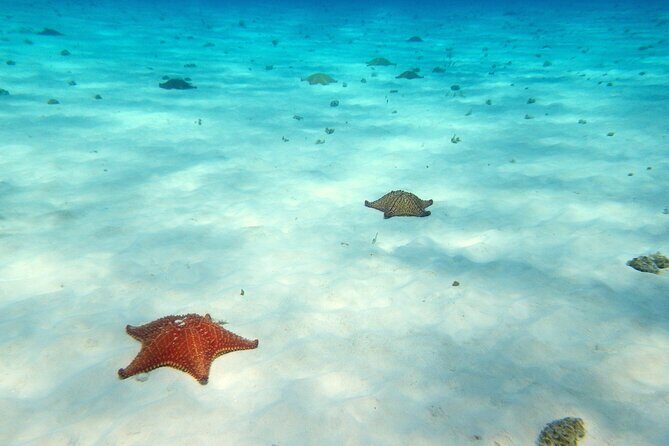 Cozumel Private 4-hour Boat Tour to El Cielo with Snorkeling - Playa El Cielo: starfish sand and stingrays in the shallow water