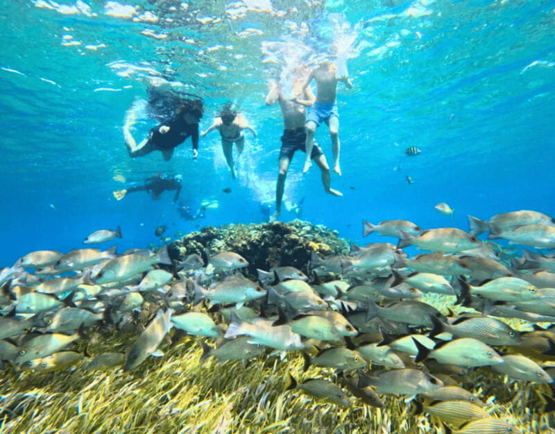 Cozumel: Private Snorkel Tour El Cielo + 3 Reefs Food Drinks - Who this tour is best for