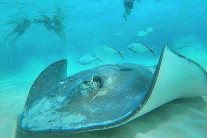 Cozumel: Private Snorkel Tour El Cielo + 3 Reefs Food Drinks - First reefs: Palancar and Colombia for coral and color