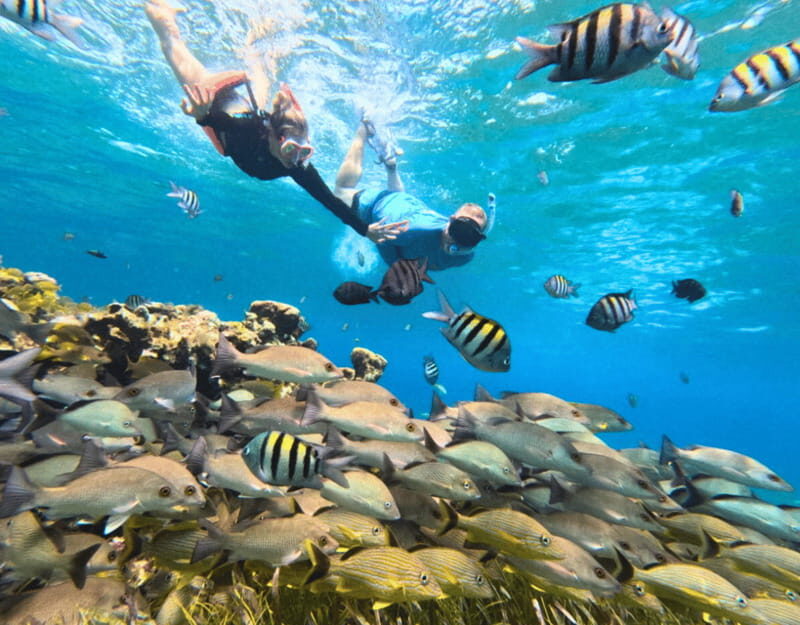 Cozumel: Private Snorkel Tour El Cielo + 3 Reefs Food Drinks - El Cielo: starfish in big numbers, plus possible sea turtles