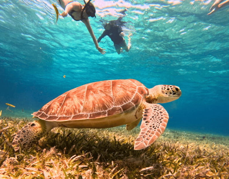 Cozumel: Private Snorkel Tour El Cielo + 3 Reefs Food Drinks - Price: $450 per group up to 5 and when it’s a smart value