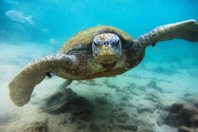 Cozumel Private Snorkeling and Charter Experience - Key Highlights Worth Your Attention