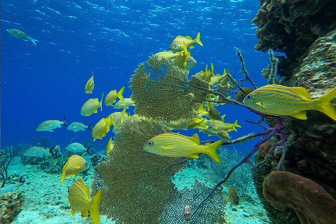 Cozumel Private Yacht and Snorkel with Lunch and Open Bar Onboard - Should you book it?